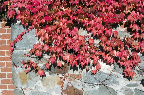 Folhas Outono Vermelho Fundo Pedra Espaço Cópia — Fotografia de Stock
