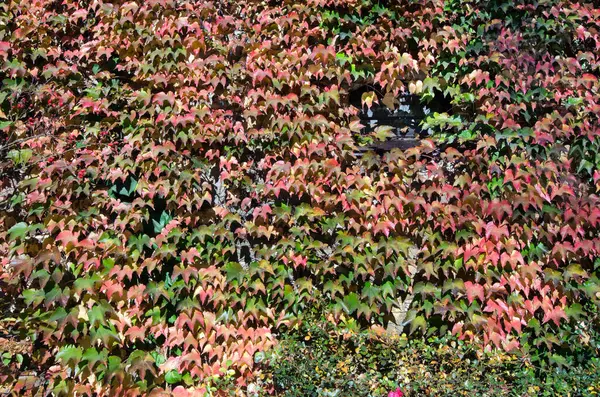 Folhas Outono Vermelho Verde Parede — Fotografia de Stock