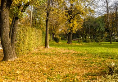 Sonbaharda şehir parkında. Sonbaharda çit parkı. Sarı yapraklar çimenlikteki parkta