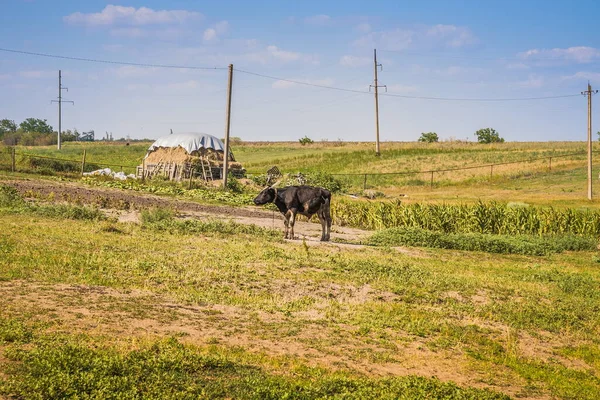 Корови Пасуться Лузі Під Блакитним Хмарним Небом — стокове фото
