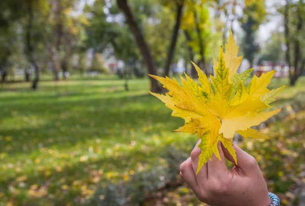 在秋季公园的背景下 雌性的手捧着五彩缤纷的落叶 — 图库照片
