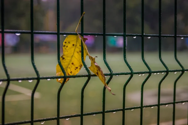 Fragmento Cerca Campo Futebol Pintado Verde Escuro Com Gotas Chuva — Fotografia de Stock