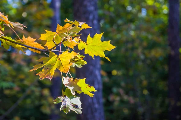 明亮的黄色和绿色枫树在枝条上 秋天的叶子大多已经变成黄色 如秋天的概念 有选择地集中它们 — 图库照片