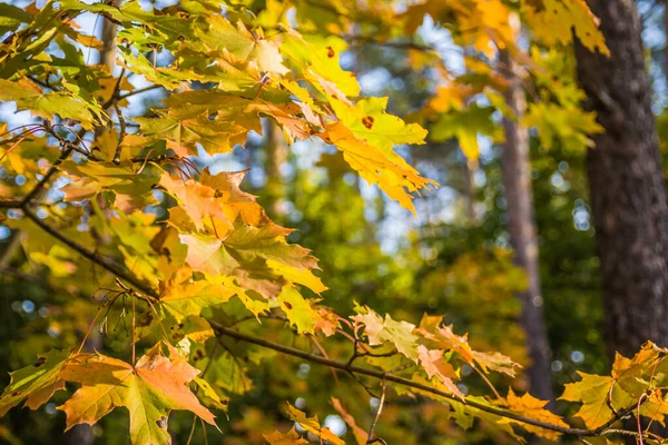 Feuilles Érable Jaune Vif Vert Sur Les Rameaux Avec Plupart — Photo