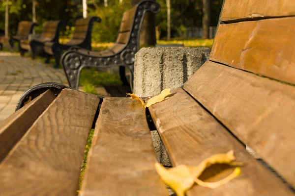 Perspective Row Benches Autumn Park Fall Foliage Park Grunge Benches — Stock Photo, Image