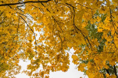 Güzel sarı sonbahar akçaağaç yaprakları parktaki ağaçlarda gökyüzüne karşı