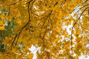 Güzel sarı sonbahar akçaağaç yaprakları parktaki ağaçlarda gökyüzüne karşı