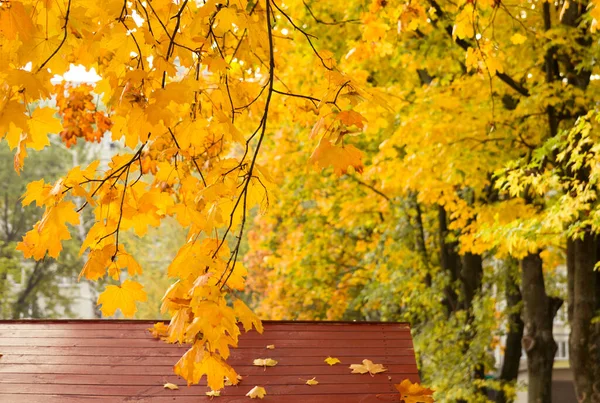 Lindas Folhas Bordo Amarelo Outono Árvores Parque Sobre Telhado Marrom — Fotografia de Stock