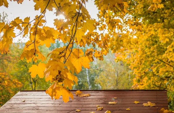 Lindas Folhas Bordo Amarelo Outono Árvores Parque Sobre Telhado Marrom — Fotografia de Stock