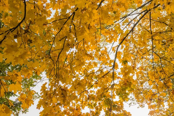 Belles Feuilles Érable Jaune Automne Sur Les Arbres Dans Parc — Photo