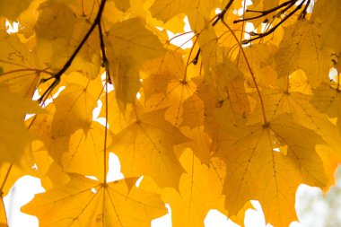 Güzel altın sonbahar akçaağaç yaprakları parktaki ağaçlarda gökyüzüne karşı. Akçaağaç yapraklarında güzel sonbahar sarısı