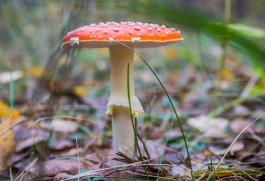 Sonbahar ormanında kızıl sinek agariği. Ormanda kırmızı mantar / mantar dışkısı