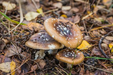 Amanita Pantherina, aynı zamanda panter kapağı olarak da bilinir ve gerçek kızarıklıkla benzerliğinden dolayı sahte kızartıcı. Zehirli mantarlar.