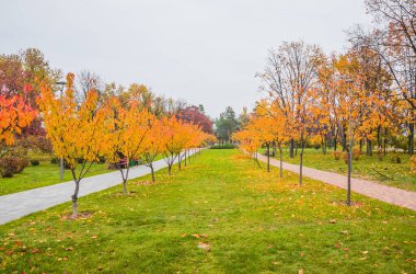 Yaprak sonbaharda parkta düşer. Bulutlu bir günde Sakura, akçaağaç ve diğer ağaçlarla manzara.