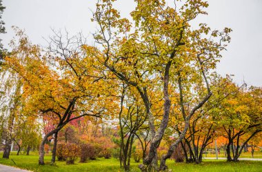 Yaprak sonbaharda parkta düşer. Bulutlu bir günde elma ağaçları, akçaağaçlar ve diğer ağaçlarla manzara.