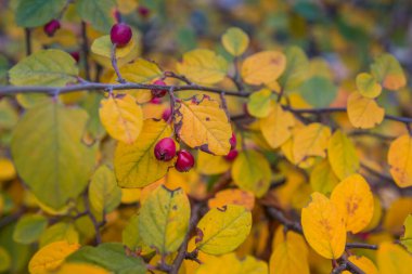 Bulanık fotoğraf, sığ alan derinliği. Gül kalçalar büyük miktarda antioksidan içerir, özellikle polifenol ve askorbik asit, karotenoit ve B ve E vitaminleri gibi..