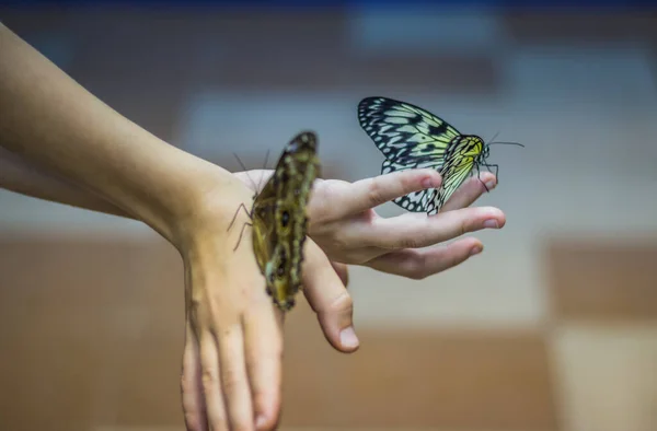 Papillons Tropicaux Sur Les Mains Des Femmes Gros Plan — Photo