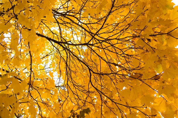 Schöne Goldene Blätter Des Herbst Ahorns Bäumen Park Gegen Den — Stockfoto