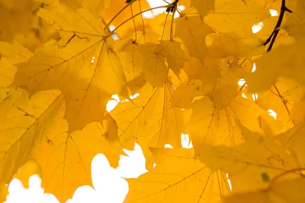 Beautiful Golden Autumn Maple Leaves Trees Park Sky Beautiful Autumn — Stock Photo, Image