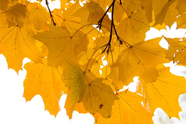 Beautiful golden autumn maple leaves on trees in park against the sky. Beautiful autumn yellow in maple leaves