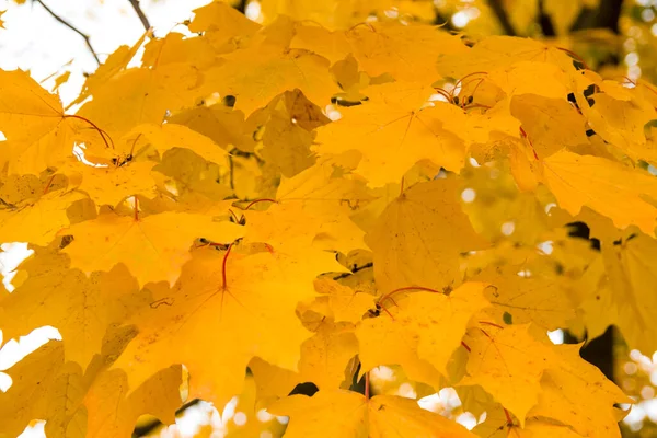 Belles Feuilles Érable Automne Dorées Sur Les Arbres Dans Parc — Photo