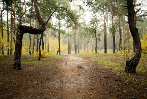 Uma Estrada Nevoeiro Floresta Outono Caduca Pinho Manhã Nebulosa Floresta — Fotografia de Stock