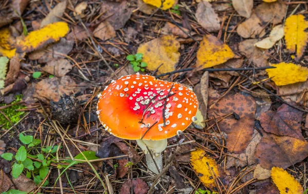 秋の森の中でアカゲザルを飛ぶ 森の中の赤いキノコ トイレ — ストック写真