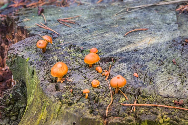 Foto Pequenos Cogumelos Marrons Venenosos Cânhamo Psilocybe Semilanceata — Fotografia de Stock