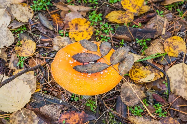 Vermelho Laranja Voar Agaric Uma Folha Rowan Sobre Ele Floresta — Fotografia de Stock