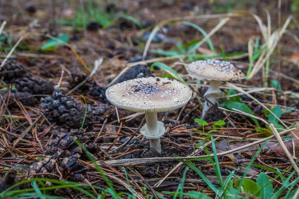 Amanita Pantherina Επίσης Γνωστή Καπέλο Πάνθηρα Και Ψεύτικο Blusher Λόγω — Φωτογραφία Αρχείου