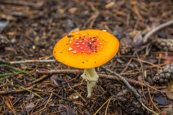 Červeno Oranžová Moucha Agarická Podzimním Lese Červeno Oranžová Houba Muchomůrka — Stock fotografie