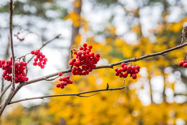 Sonbahar Ormanındaki Sarı Yaprakların Arka Planında Red Rowan — Stok fotoğraf