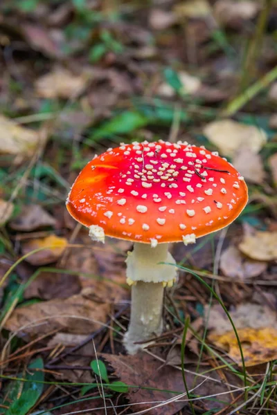 秋天森林里的红苍蝇 森林里的红蘑菇 — 图库照片