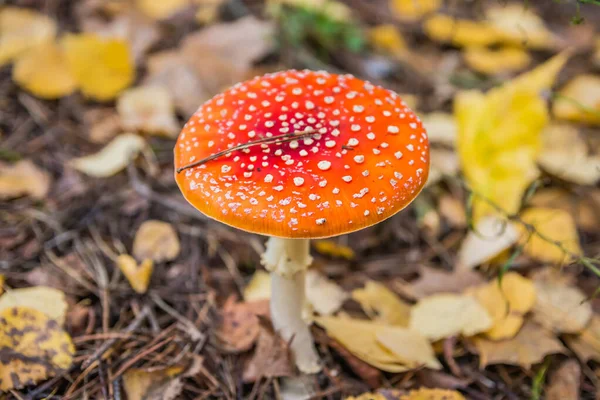 Red Fly Agaric Autumn Forest Red Mushroom Toadstool Forest — Stock Photo, Image
