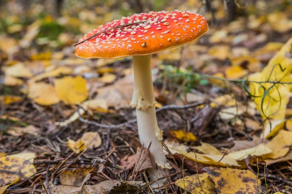 Red Fly Agaric Autumn Forest Red Mushroom Toadstool Forest — Stock Photo, Image