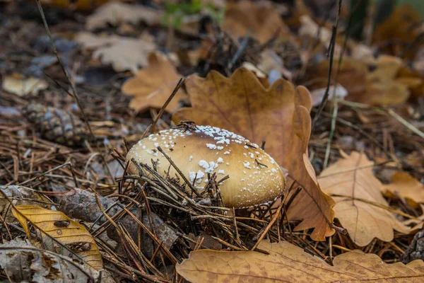 Amanita Pantherina Επίσης Γνωστή Καπέλο Πάνθηρα Και Ψεύτικο Blusher Λόγω — Φωτογραφία Αρχείου