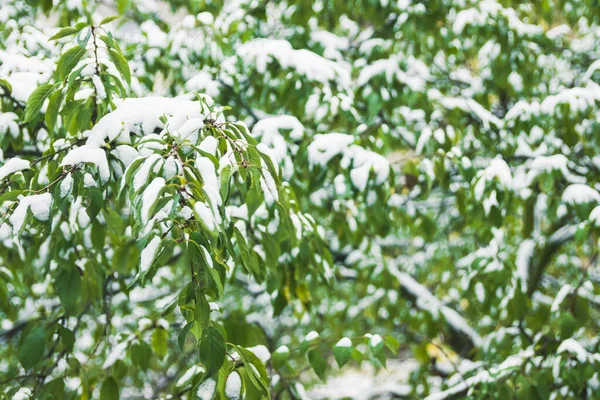 十一月的第一场雪落在绿叶上 晚秋大雪 — 图库照片
