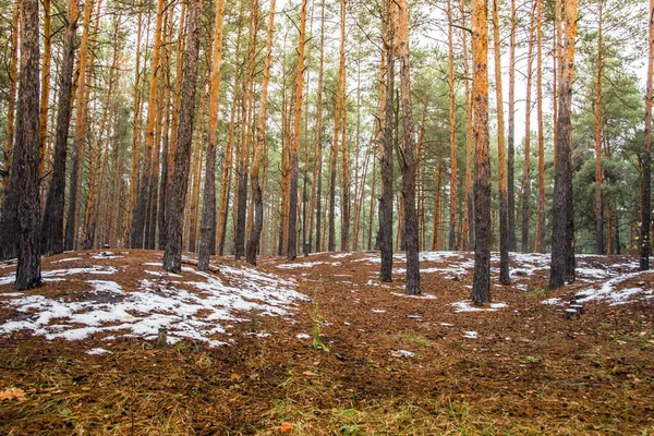 Bosque Pinos Nieve Pequeños Montones Nieve Temprana Bosque Coníferas Finales — Foto de Stock