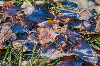 Kış sabahının erken saatlerinde düşen yapraklar. Kışın ilk günleri ve düşen yaprakların üzerindeki don