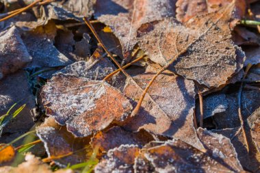 Kış sabahının erken saatlerinde düşen yapraklar. Kışın ilk günleri ve düşen yaprakların üzerindeki don