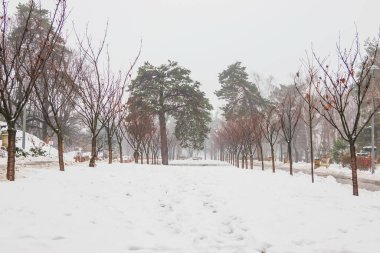 Bir kış parkında patika ve karla kaplı ağaçlar. Şehir parkında eriyen kar ve hafif sis. Yol boyunca banklar. İnsanlar parkta yol boyunca yürüyorlar.