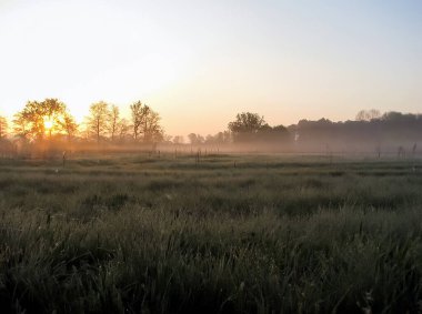Kırsal alan ağaçlarında gün doğumu sisi. Gün doğumu ağaçları sisi. Güneşin doğuşu sisinde ağaçlar. Sabah gün doğumu