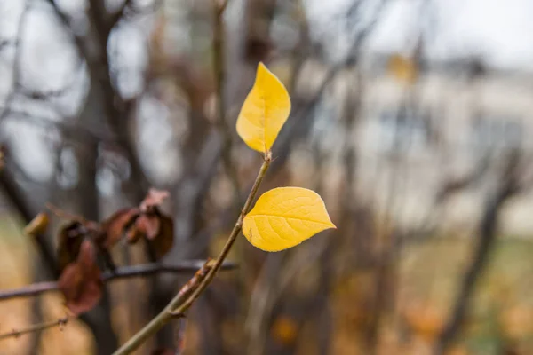 Branches with latest golden leaves in autumn. Yellow leaves on a branch in late autumn