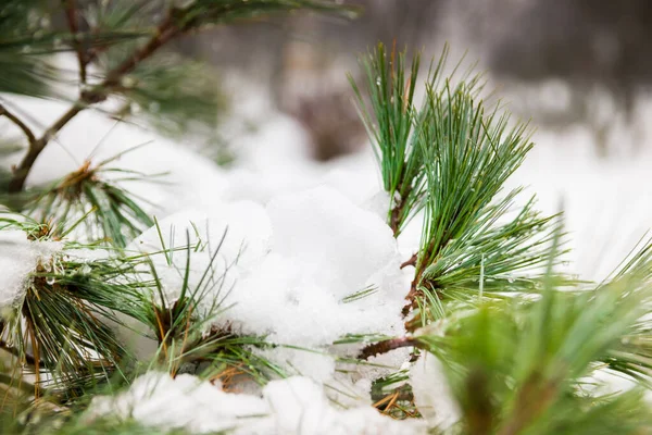 Photographie Gouttelettes Rosée Fermant Sur Des Aiguilles Pin Hiver Dégel — Photo