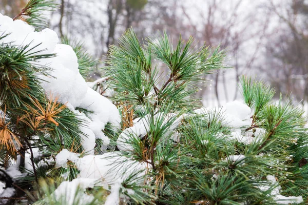 Photographie Gouttelettes Rosée Fermant Sur Des Aiguilles Pin Hiver Dégel — Photo