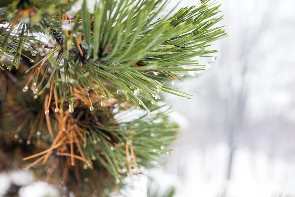 Photographie Gouttelettes Rosée Fermant Sur Des Aiguilles Pin Hiver Dégel — Photo