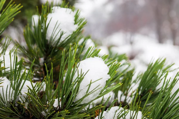 Photo Neige Sur Pin Hiver Neige Repose Sur Des Branches — Photo