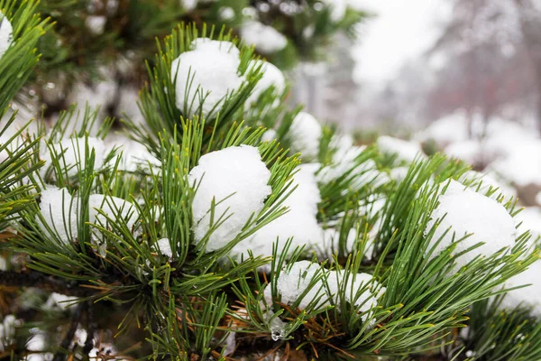 冬の松の木に雪の写真 雪は緑の松の枝にある 松の枝に雪が溶ける — ストック写真