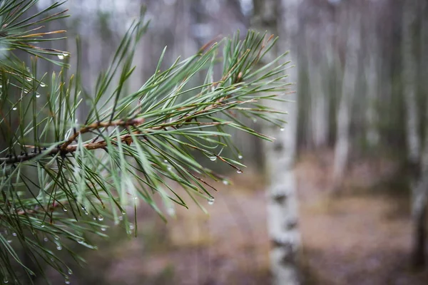 Photographie Gouttelettes Rosée Fermant Sur Des Aiguilles Pin Hiver Dégel — Photo