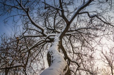 Beyaz karla kaplı ağaç sirrus bulutlu güneşli mavi gökyüzüne karşı. Aşağıdan yukarıya bak. Kış doğası yakın çekim